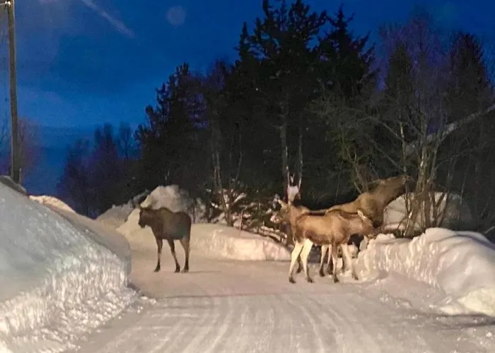 Leilighet Casa Tromsø